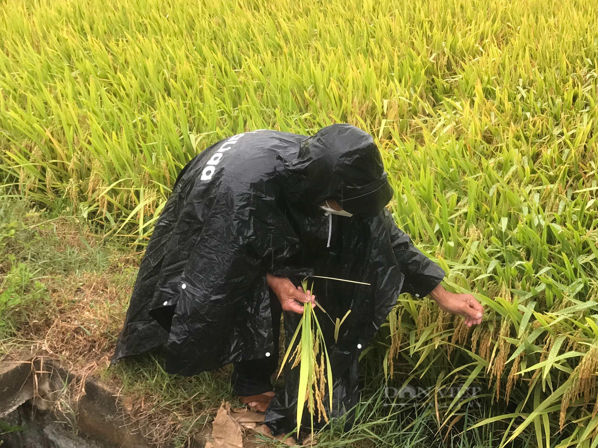 Mê mẩn giống lúa VNR 20 của Vinaseed Group siêu năng suất, “nổi trội” trên vùng đất phèn mặn  - Ảnh 2.