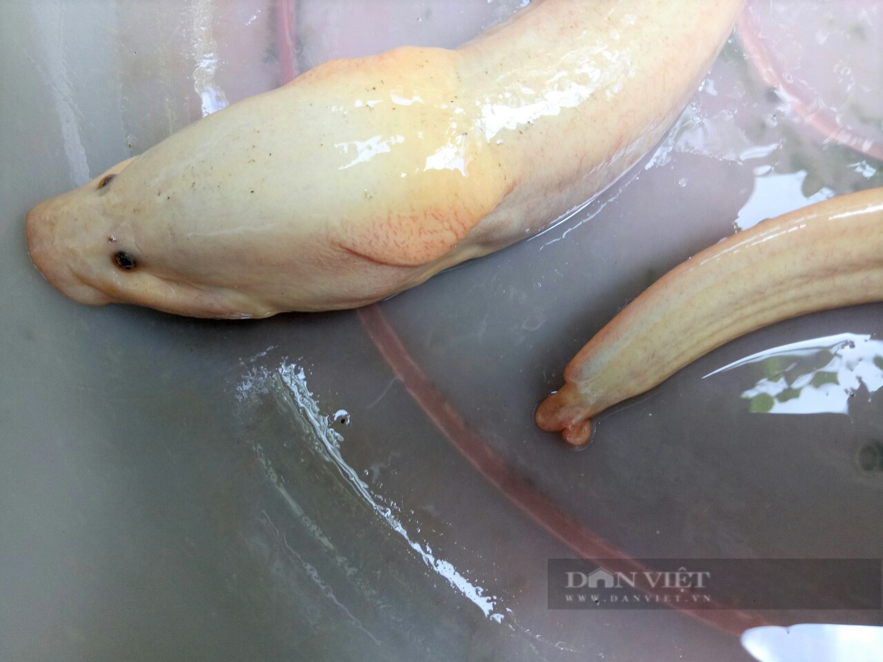 Lão nông Cà Mau sở hữu con lươn đồng màu trắng sữa hiếm gặp - Ảnh 3.
