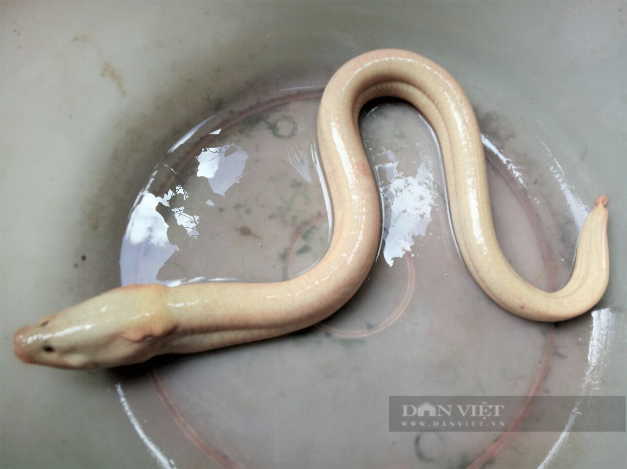 Cà Mau: Con lươn màu trắng sữa có đuôi màu đỏ huyết, chủ nhân quả ...