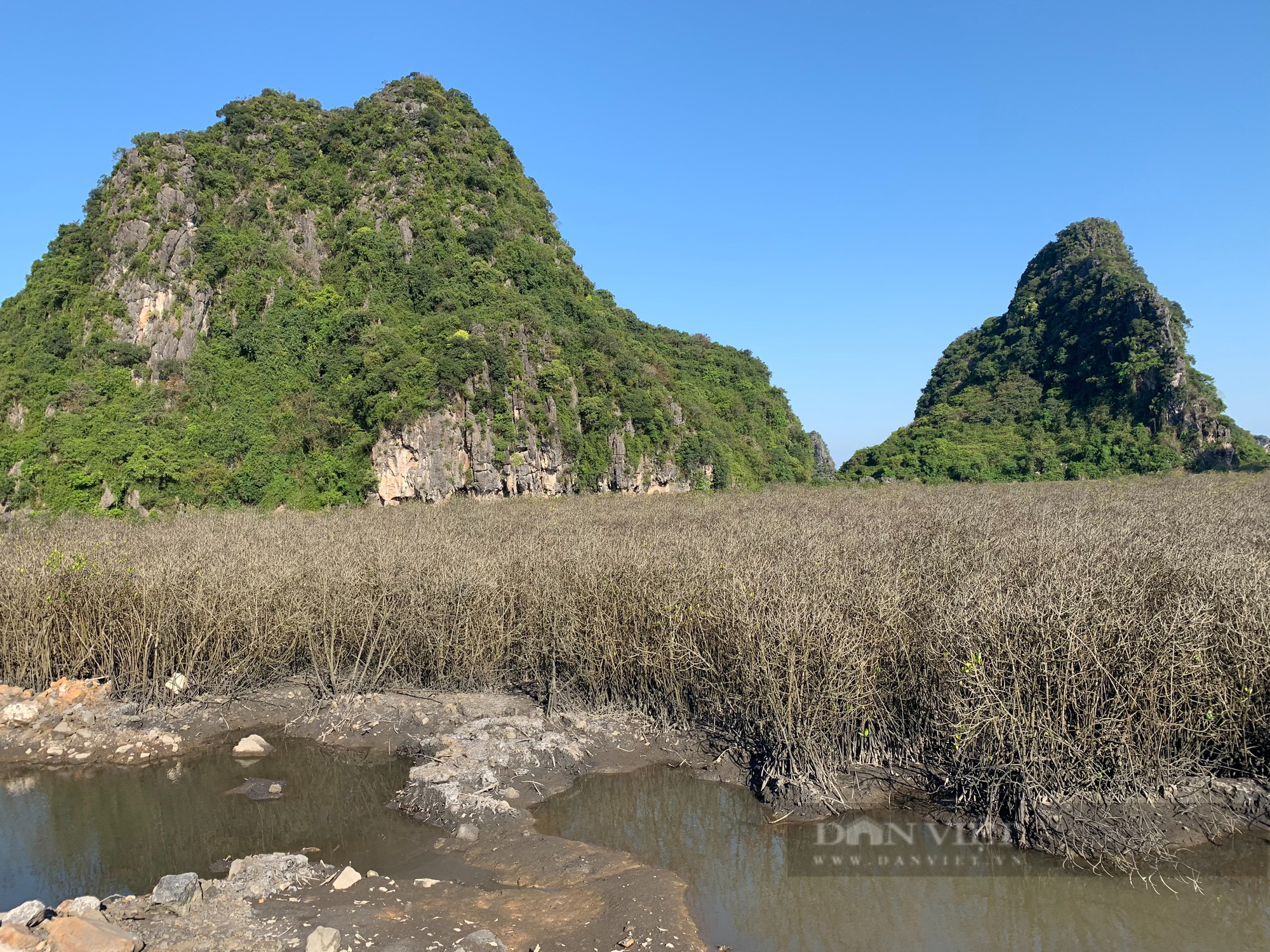 Rừng ngập mặn hai bên đường bao biển Hạ Long - Cẩm Phả “đổi màu”, như củi khô - Ảnh 3.