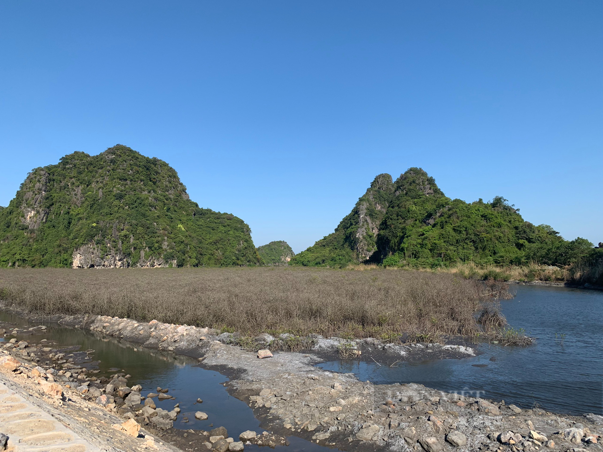 Rừng ngập mặn hai bên đường bao biển Hạ Long - Cẩm Phả “đổi màu”, như củi khô - Ảnh 5.