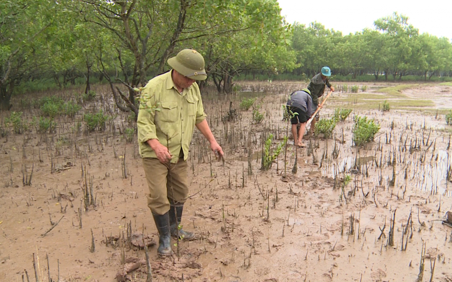 Trồng rừng ngập mặn chống biến đổi khí hậu  Báo Quảng Ngãi điện tử