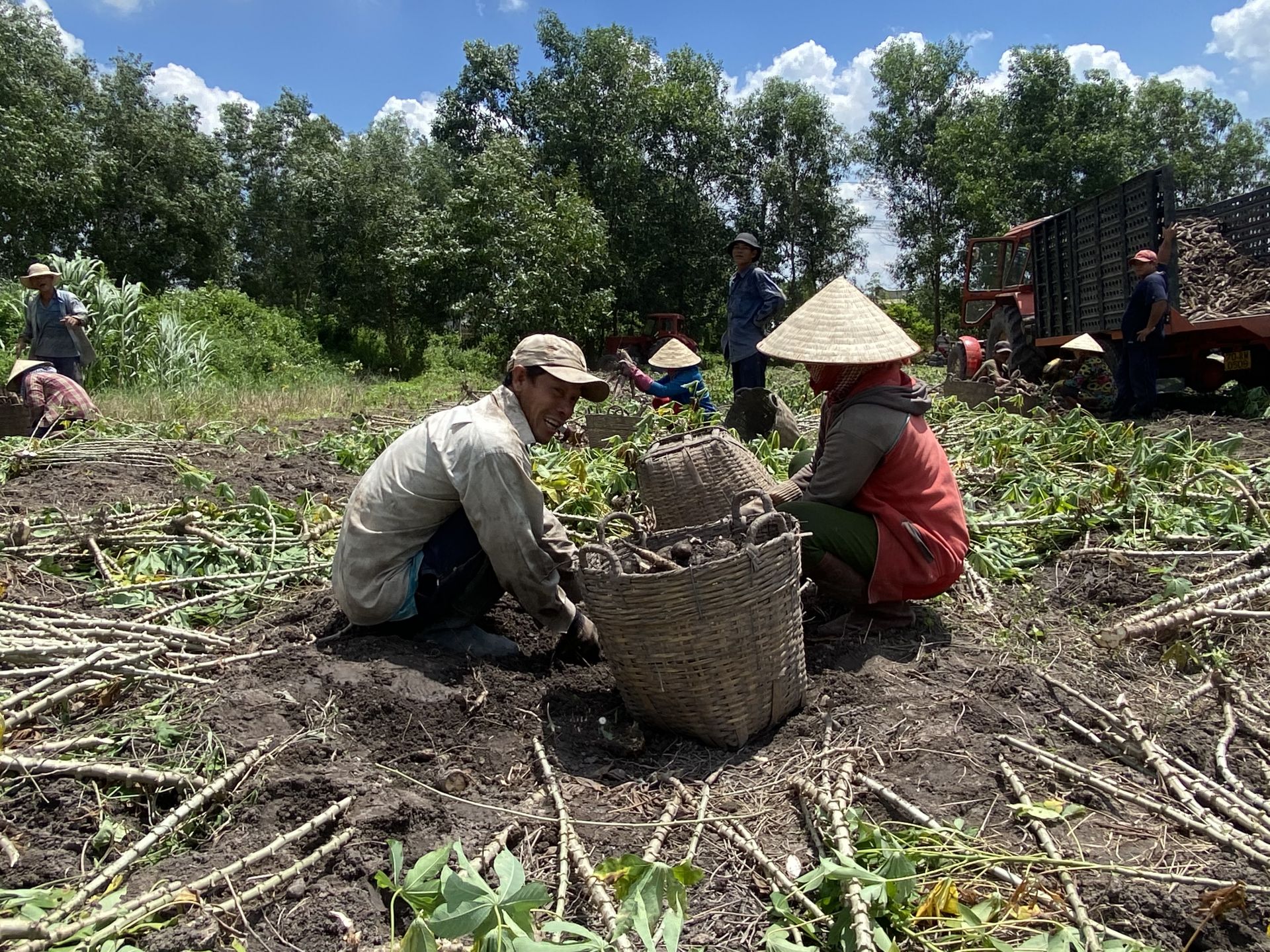 Tại sao Trung Quốc mua loại nông sản này nhiều nhất thế giới, gom của Việt Nam, Thái Lan chưa đủ còn mua của Lào? - Ảnh 1.