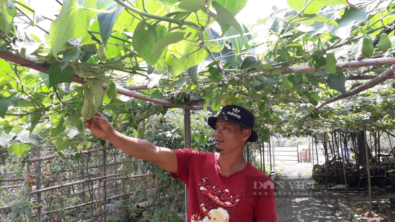 Thái Nguyên: Cán bộ Hội nông dân chuyển về làm nông trại trồng dâu tây mới lạ, thu nhập cao - Ảnh 6.