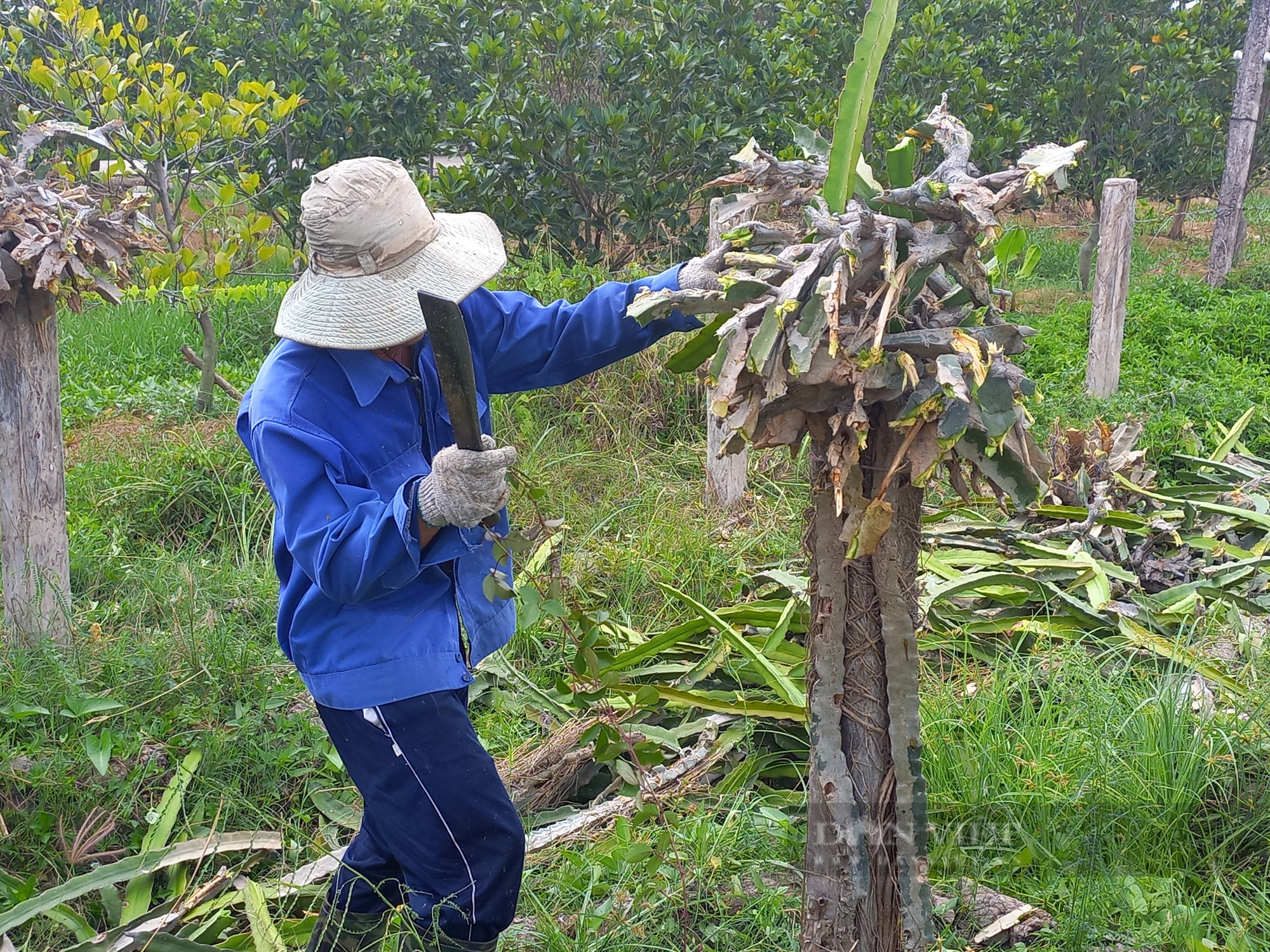 Nông dân trồng thanh long khốn khổ nhổ trụ trồng bán rẻ như cho - Ảnh 1.