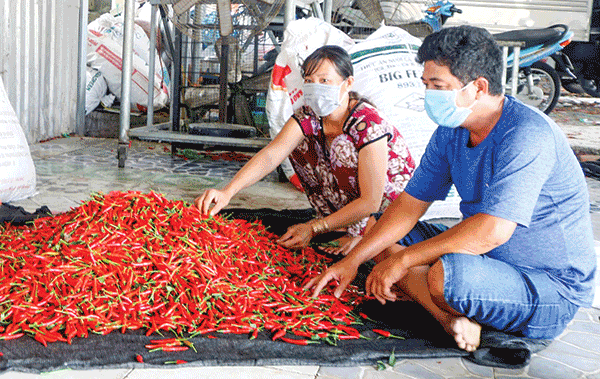 Trung Quốc đẩy mạnh thu mua chính ngạch, giá ớt chỉ thiên tăng vù vù - Ảnh 1.