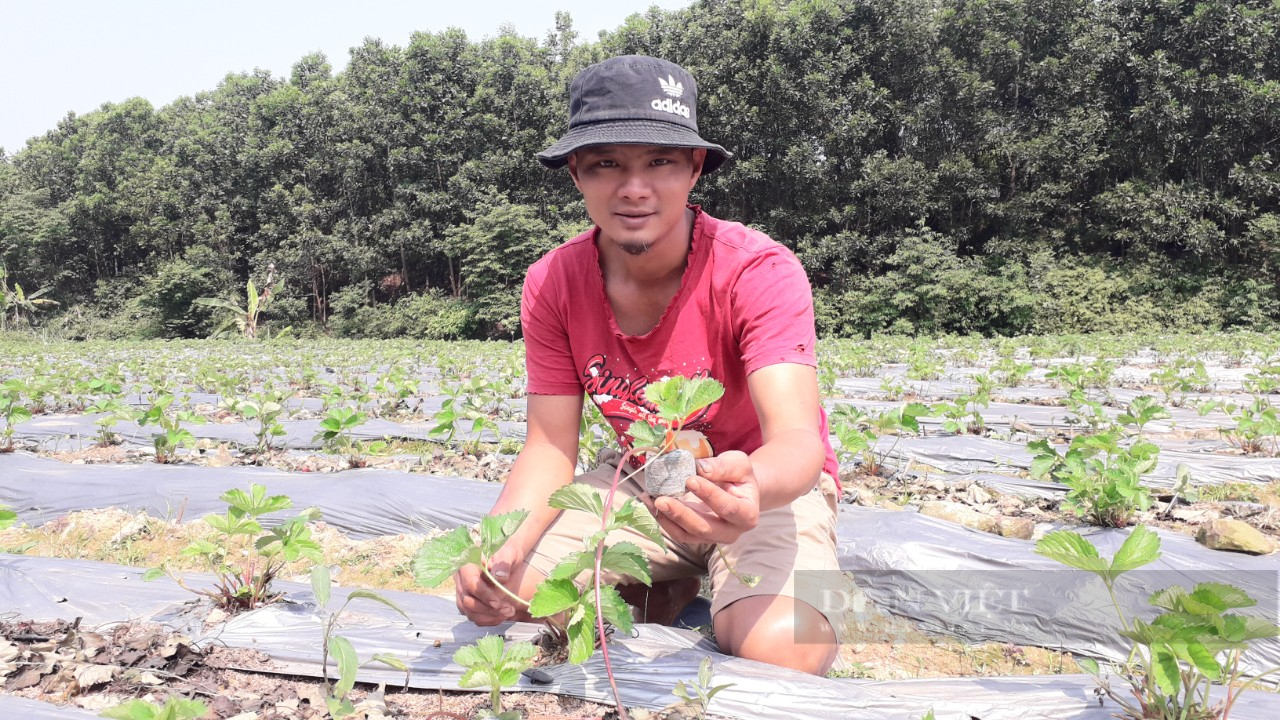 Thái Nguyên: Cán bộ Hội nông dân chuyển về làm nông trại trồng dâu tây mới lạ, thu nhập cao - Ảnh 8.