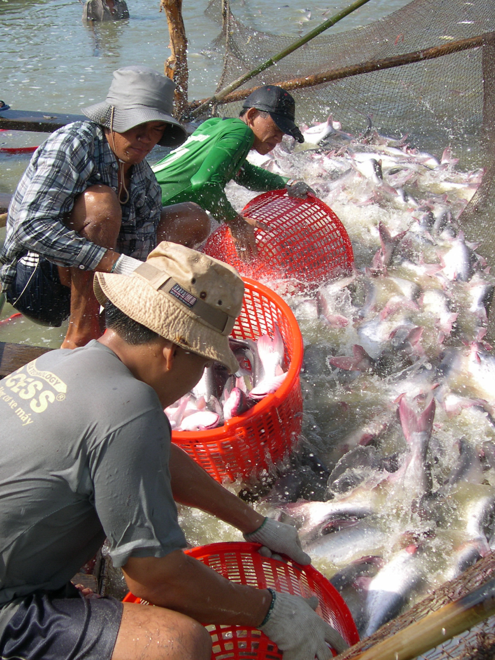 Giá nguyên liệu tăng cao, xuất khẩu cá tra đang phục hồi mạnh mẽ - Ảnh 1.