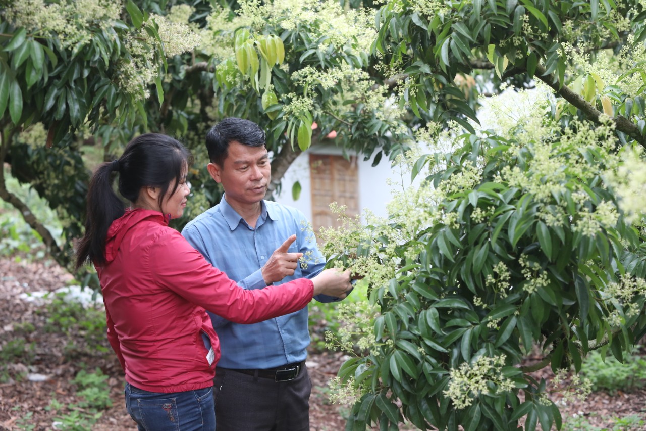 Trung Quốc vẫn kiểm soát chặt cửa khẩu, &quot;thủ phủ vải thiều&quot; xây dựng kịch bản tiêu thụ đặc sản  - Ảnh 1.