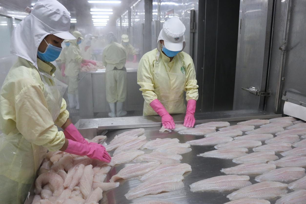 Giá một loài cá của Việt Nam tăng mạnh ở toàn cầu, giá bán sang Mỹ cao nhất - Ảnh 1.