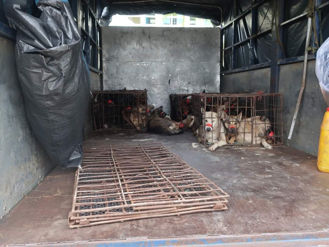 Gia Lai: Kiểm tra ô tô tải nghi vấn, phát hiện 27 con chó - Ảnh 3.