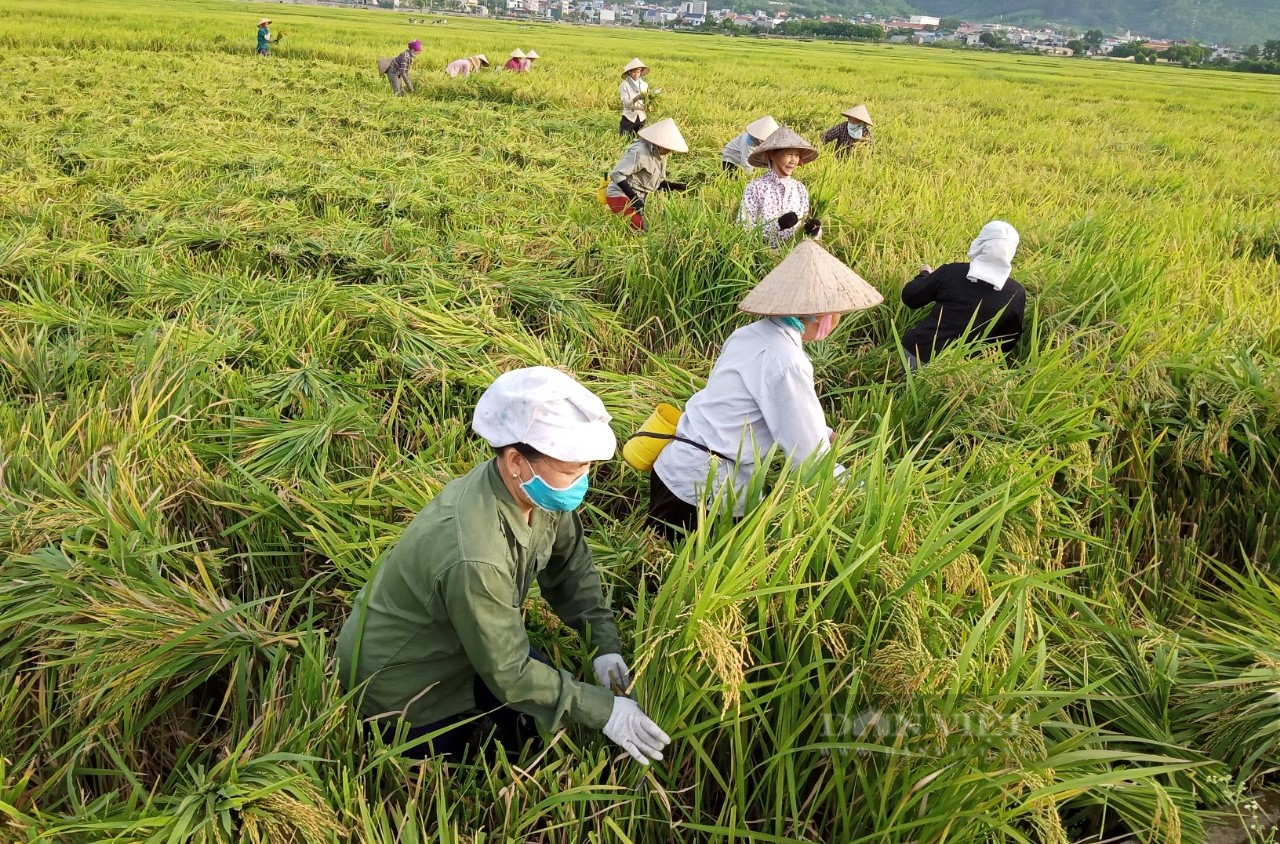 Sơn La: Nông dân mở rộng sản xuất lúa hữu cơ trên cánh đồng Mường Tấc - Ảnh 2.
