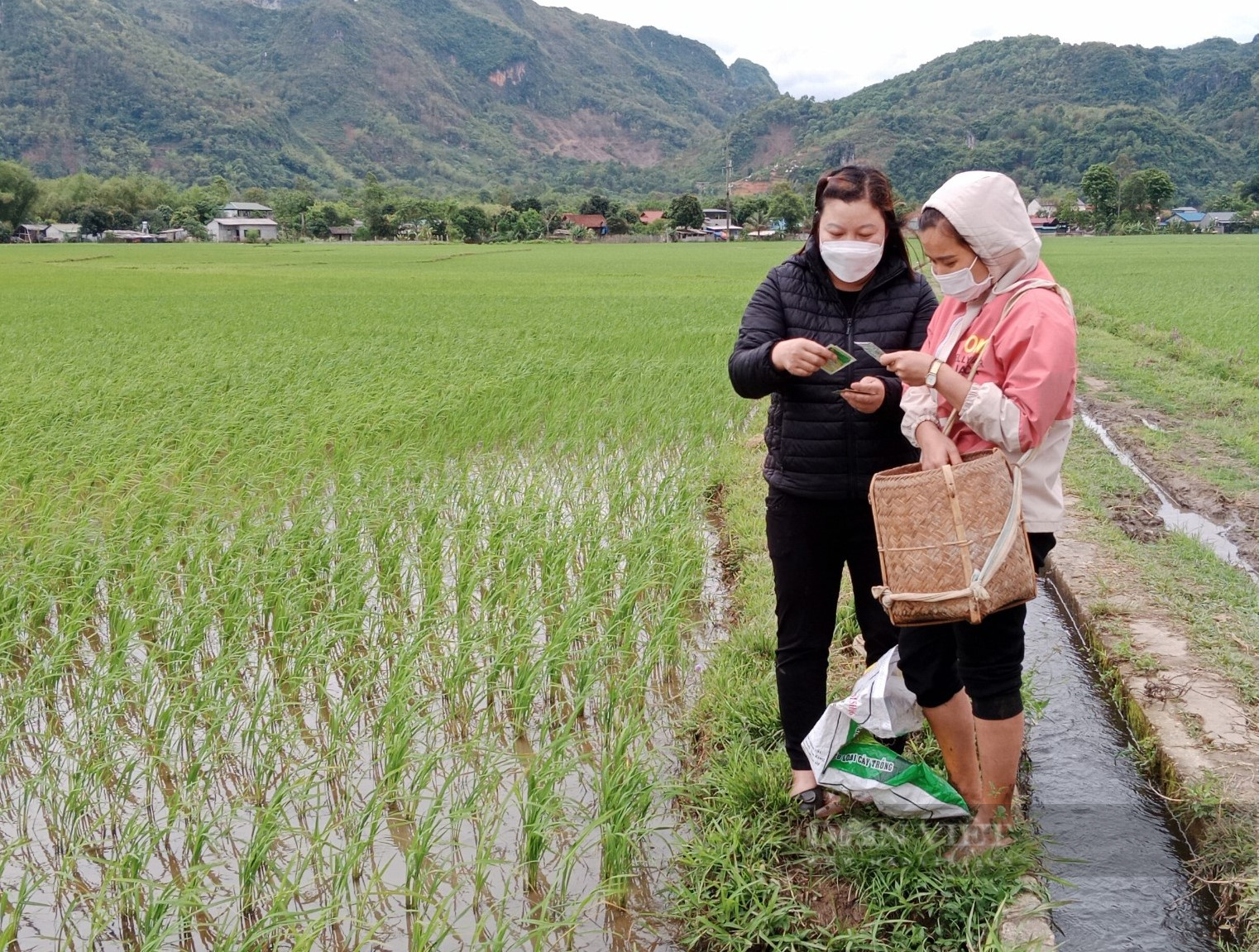 Sơn La: Nông dân mở rộng sản xuất lúa hữu cơ trên cánh đồng Mường Tấc - Ảnh 5.