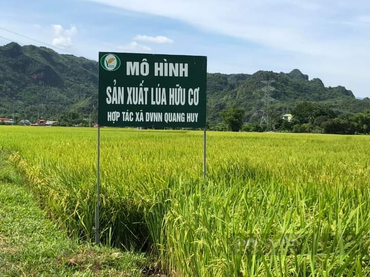 Sơn La: Nông dân mở rộng sản xuất lúa hữu cơ trên cánh đồng Mường Tấc - Ảnh 1.