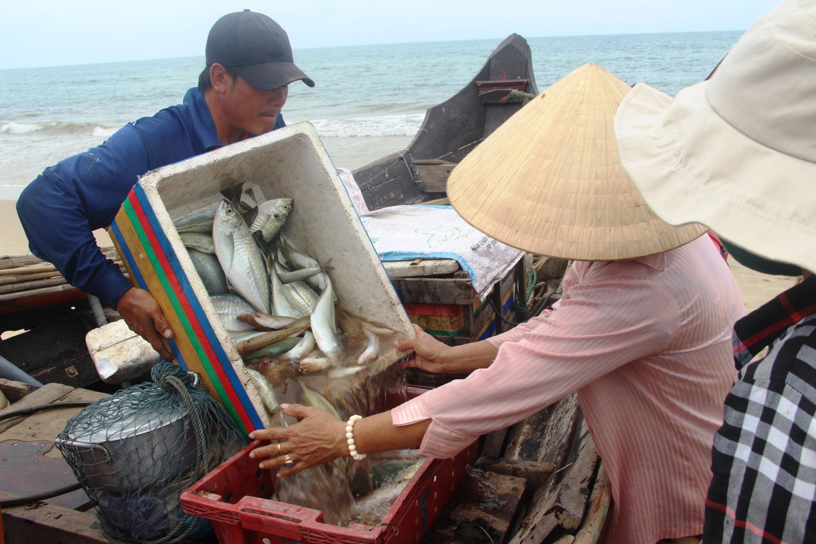 Đánh bắt gần bờ, không ngờ dân biển TT-Huế lại trúng đậm cá tôm, thứ cá trích bắt lên ai nhìn cũng muốn mua ăn - Ảnh 1.