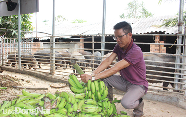 Nuôi heo rừng lạ đời ở Đồng Nai, cho heo ăn trái cây, uống nước lọc, cả làng trầm trồ - Ảnh 1.