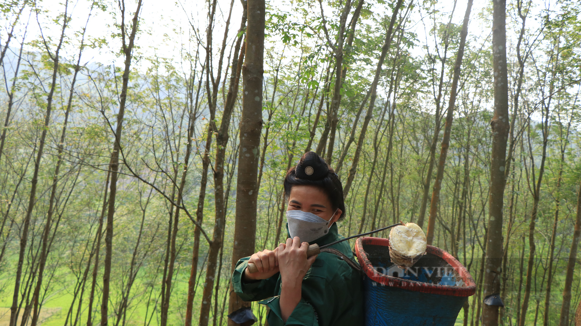 Điện Biên: Mùa thu hoạch mủ cao su  - Ảnh 9.