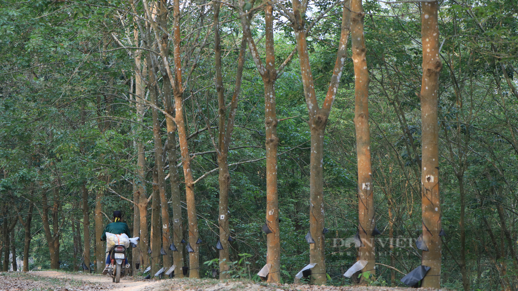 Điện Biên: Mùa thu hoạch mủ cao su  - Ảnh 14.