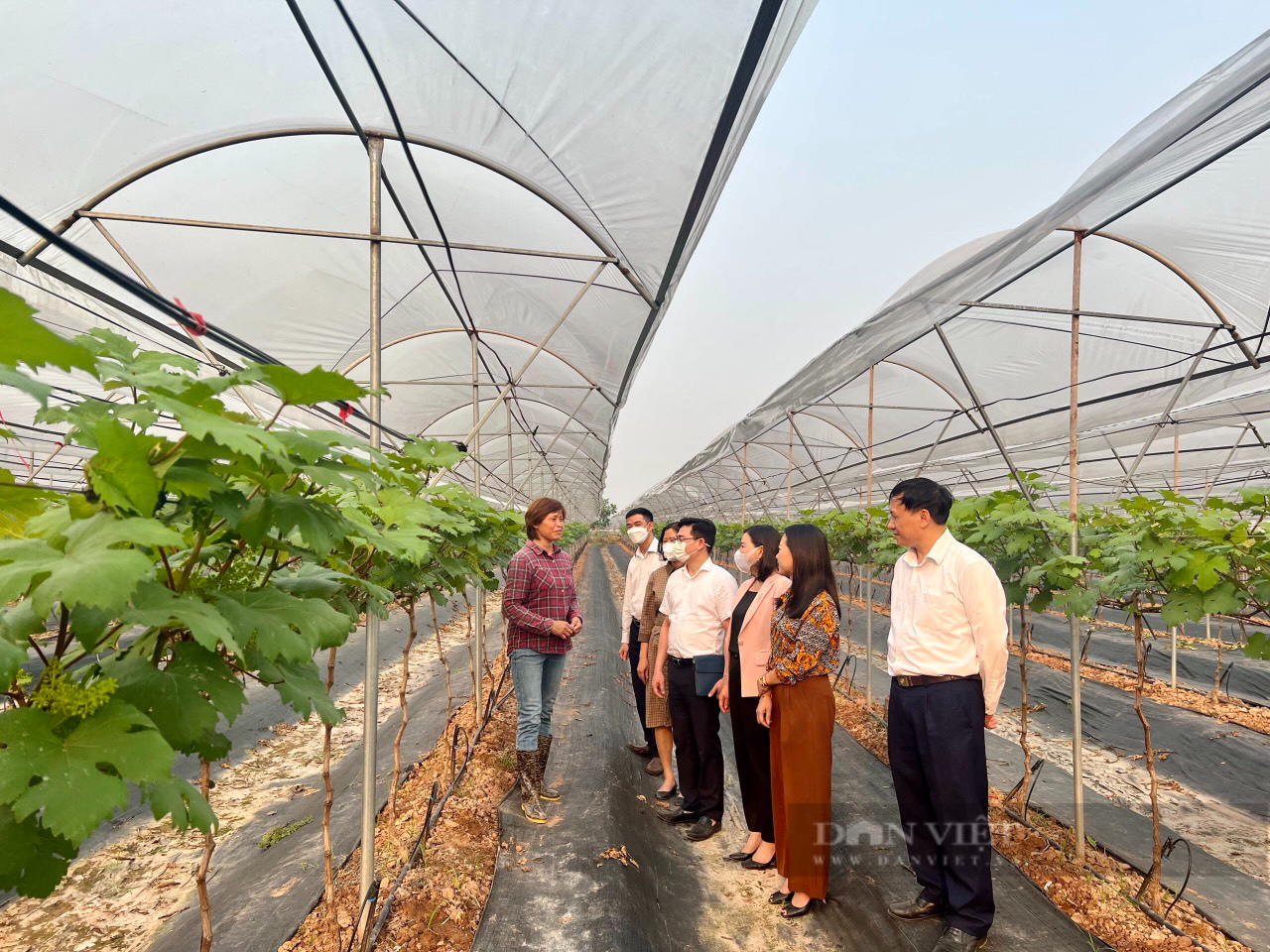 Hội ND Hà Nội: Thẩm định 2 mô hình nông dân giỏi, đề xuất trình khen Thủ tướng Chính phủ - Ảnh 4.
