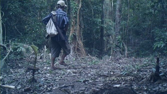 Vụ trâu nhà dính bẫy thú chết trong rừng bảo tồn: Nhiều trâu nhà vẫn đang mất tích, bẫy ảnh chụp được thợ săn - Ảnh 4.