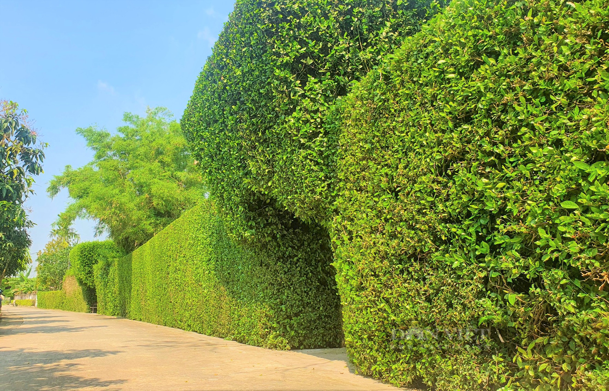 Lạ mắt những cổng nhà, hàng rào được kết bằng cây xanh trăm năm ở làng quê Hà Tĩnh - Ảnh 5.