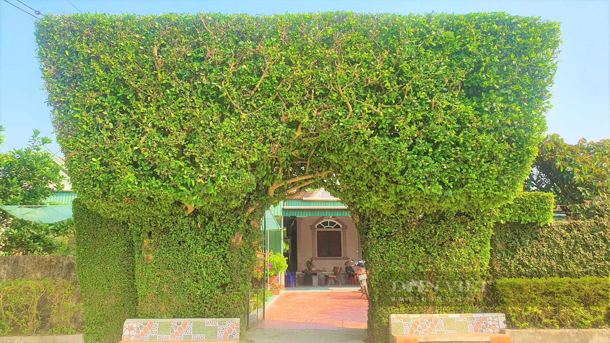 Lạ mắt những cổng nhà, hàng rào được kết bằng cây xanh trăm năm ở làng quê Hà Tĩnh - Ảnh 6.