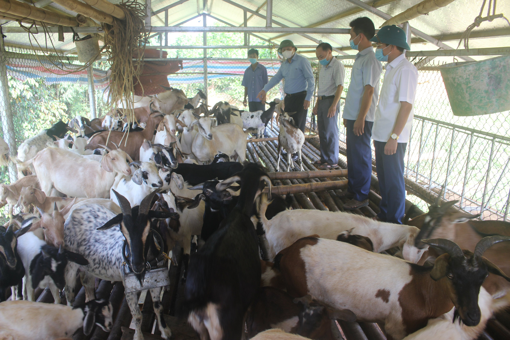 Thanh Hóa: Thay đổi cách chăn nuôi dê, nông dân ở đây ngày càng khá giả - Ảnh 1.