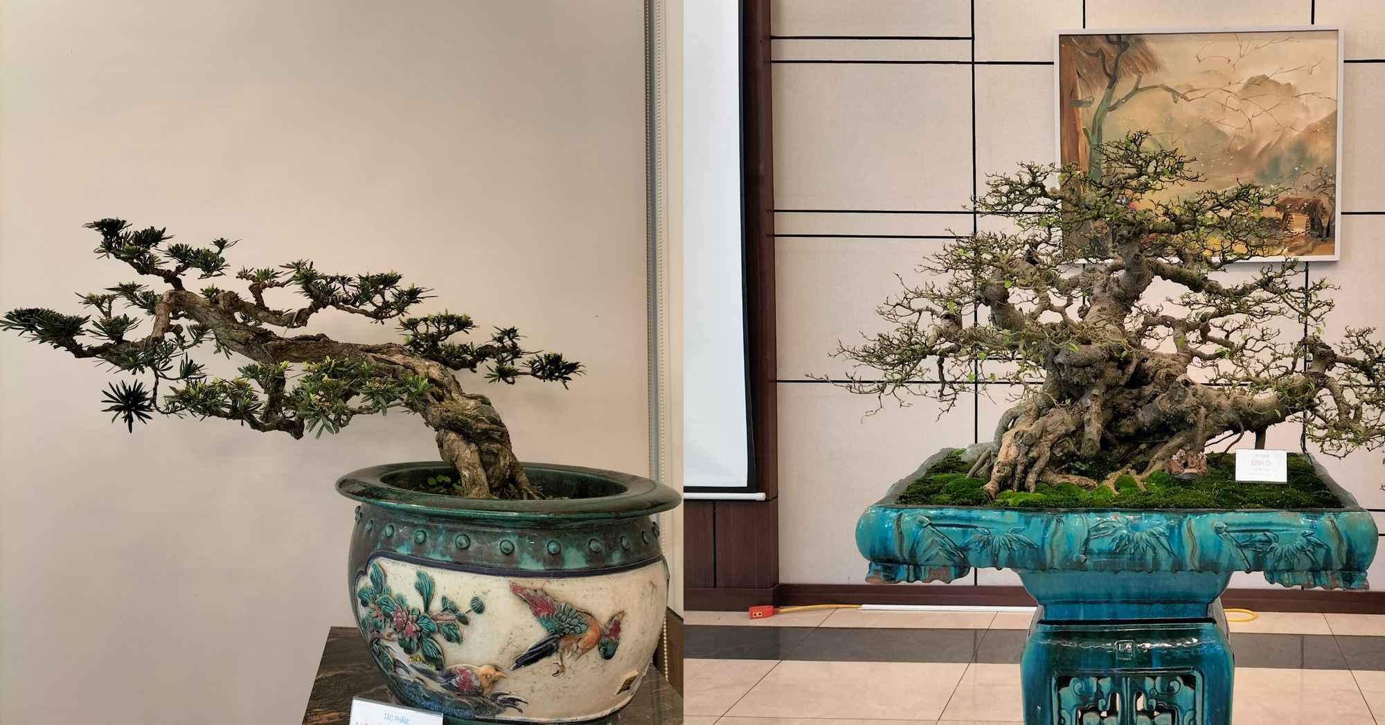Cực phẩm cây cảnh bonsai hội tụ 4 tiêu chí 