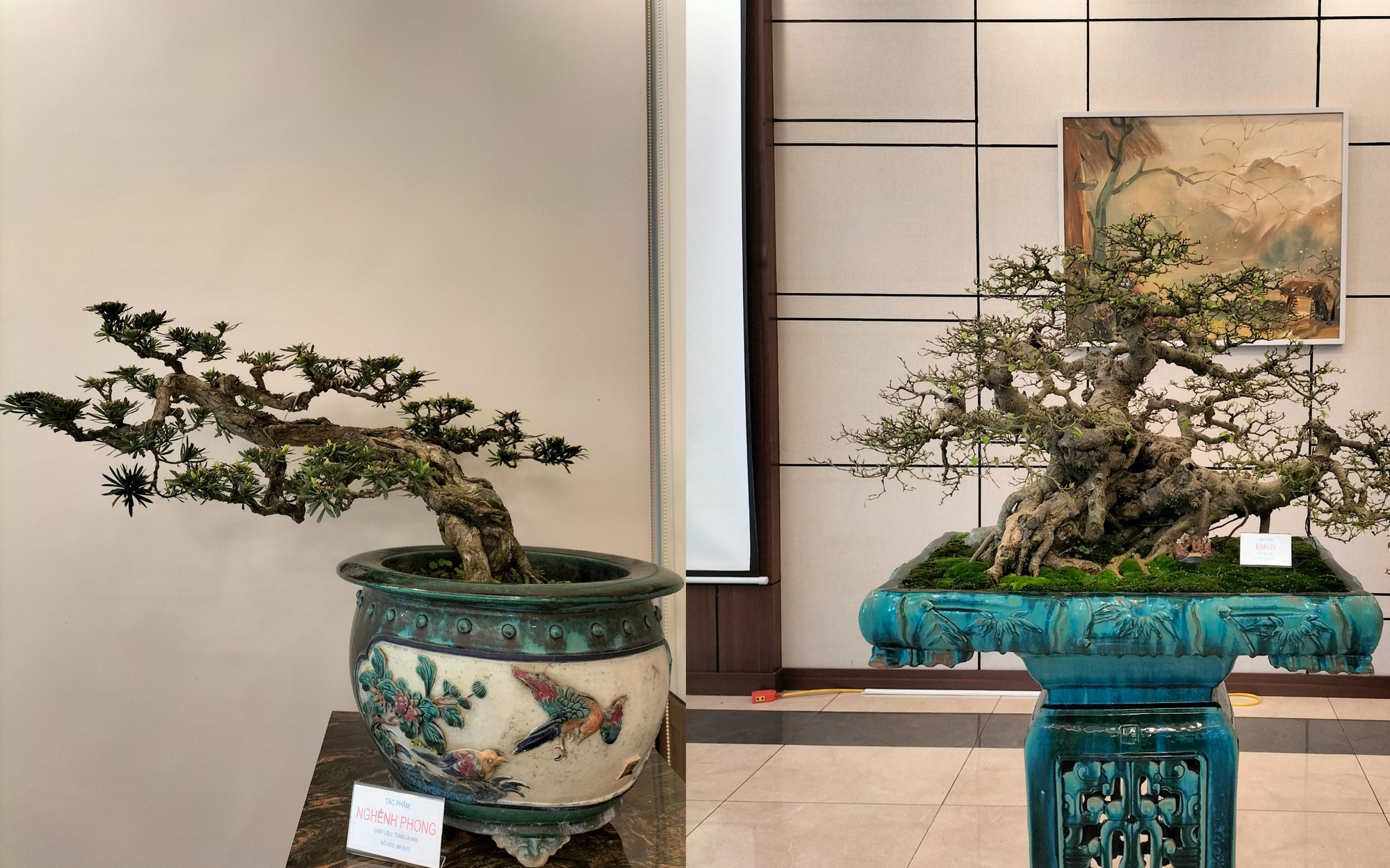 Cực phẩm cây cảnh bonsai hội tụ 4 tiêu chí "Cổ, kỳ, mỹ, văn", hệ chơi cây nức nở "đẹp hết nước chấm"