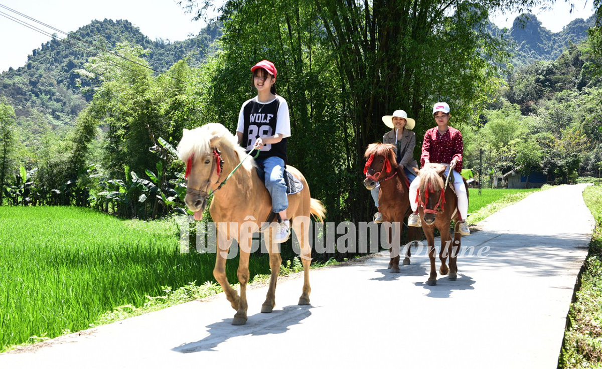 Ở nơi này, nuôi ngựa hàng đàn cho khách thuê cưỡi đi chơi, nông dân Tuyên Quang kiếm bộn tiền - Ảnh 2.