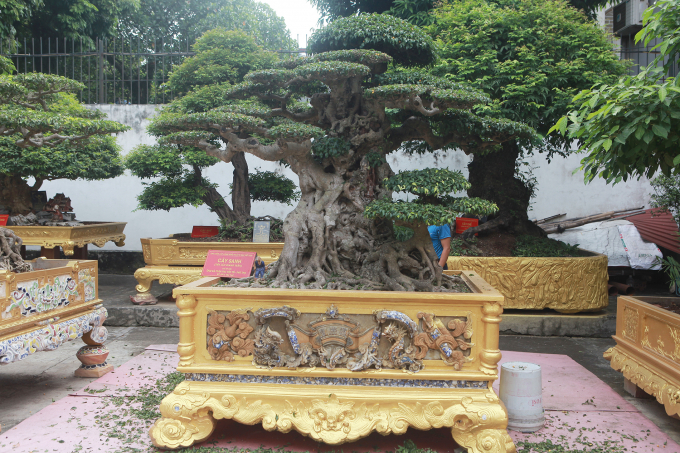 Bên trong vườn cây cảnh &quot;đẹp nhất thế giới” của đại gia Văn Toàn ở vùng Đất tổ - Ảnh 4.