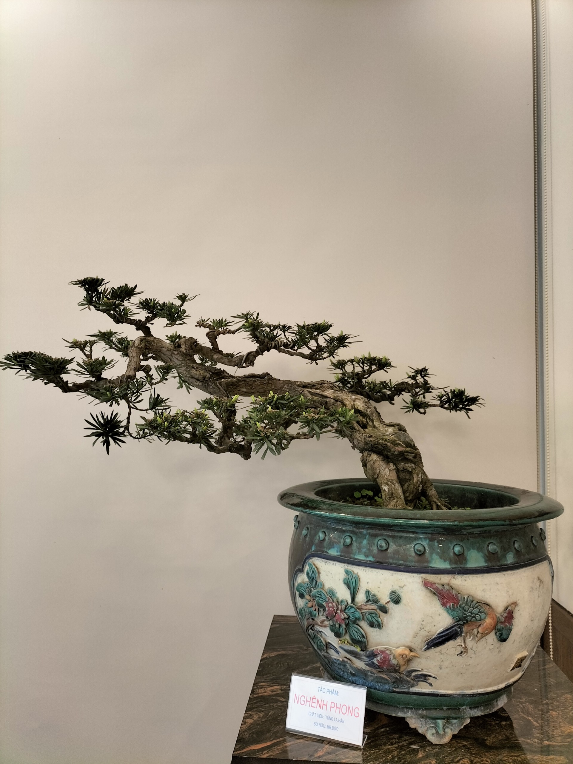 Cực phẩm cây cảnh bonsai hội tụ 4 tiêu chí "Cổ, kỳ, mỹ, văn", hệ chơi cây nức nở "đẹp hết nước chấm" - Ảnh 2.