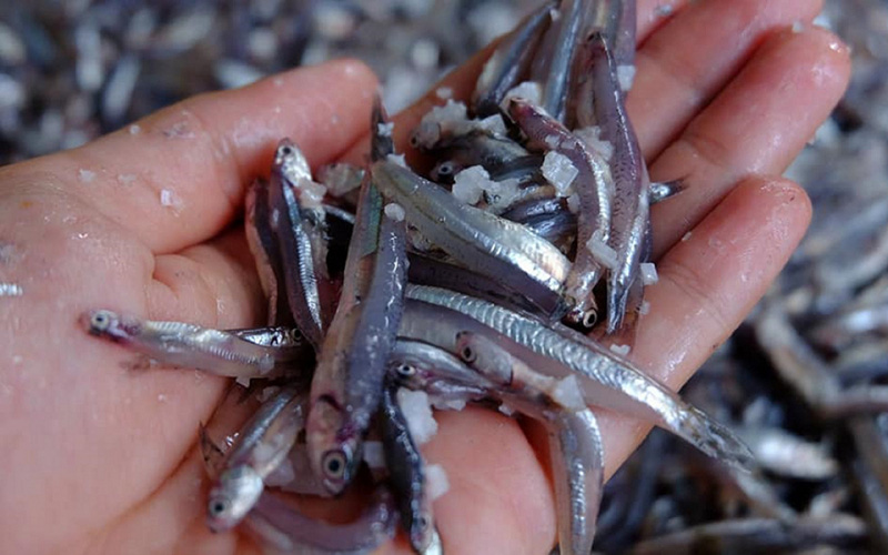 Loài cá đặc sản bé tí, dân làng chài Đà Nẵng đem về muối ra thứ mắm thơm từ làng ra khắp thiên hạ