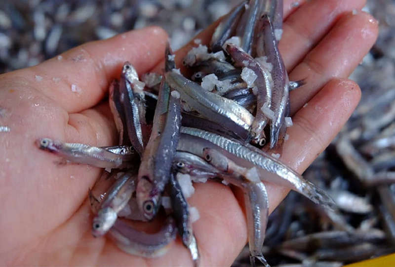 Loài cá đặc sản bé tí, dân làng chài Đà Nẵng đem về muối ra thứ mắm thơm từ làng ra khắp thiên hạ - Ảnh 1.
