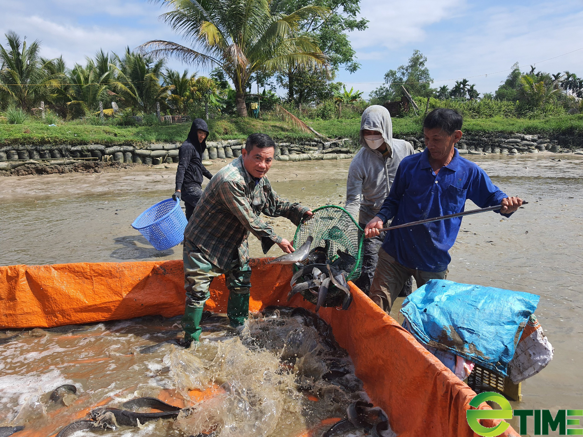 Đà Nẵng: Nông dân thu lãi hàng trăm triệu đồng mỗi năm nhờ nuôi loài cá hấu ăn - Ảnh 1.