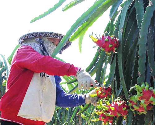 Cây thanh long, đâu rồi một thủa vàng son, trồng thanh long là ăn chắc lãi 200-300 triệu/ha ở Long An? - Ảnh 1.