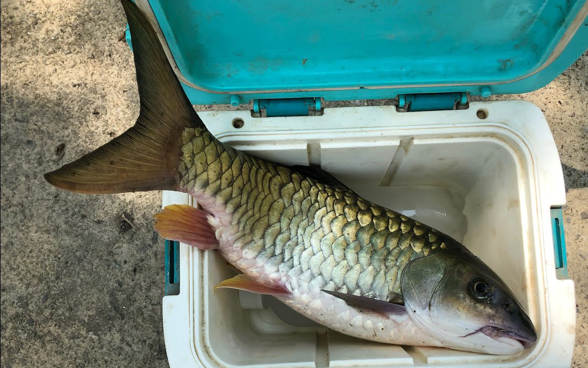Sông Quây Sơn ở Cao Bằng đẹp như phim, có loài cá huyền thoại mang tên trầm hương, thực ra là loài cá gì?