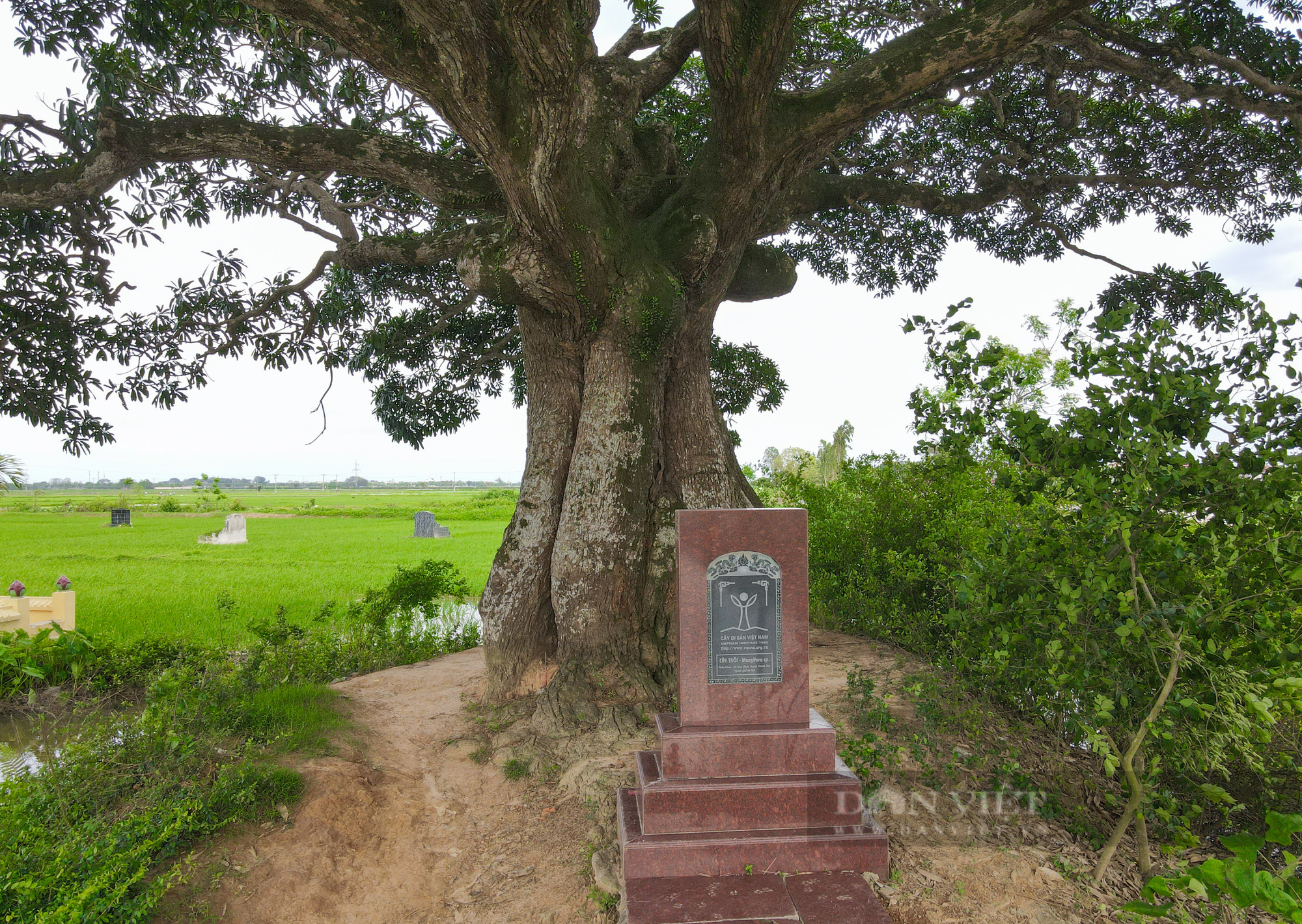 &quot;Báu vật nghìn năm&quot; có tên âm - dương đứng sừng sững đầu làng ở ngoại thành Hà Nội - Ảnh 4.