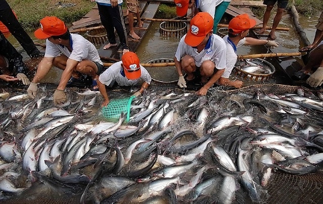 Rộng mở cơ hội hồi sinh cho doanh nghiệp cá tra  - Ảnh 1.