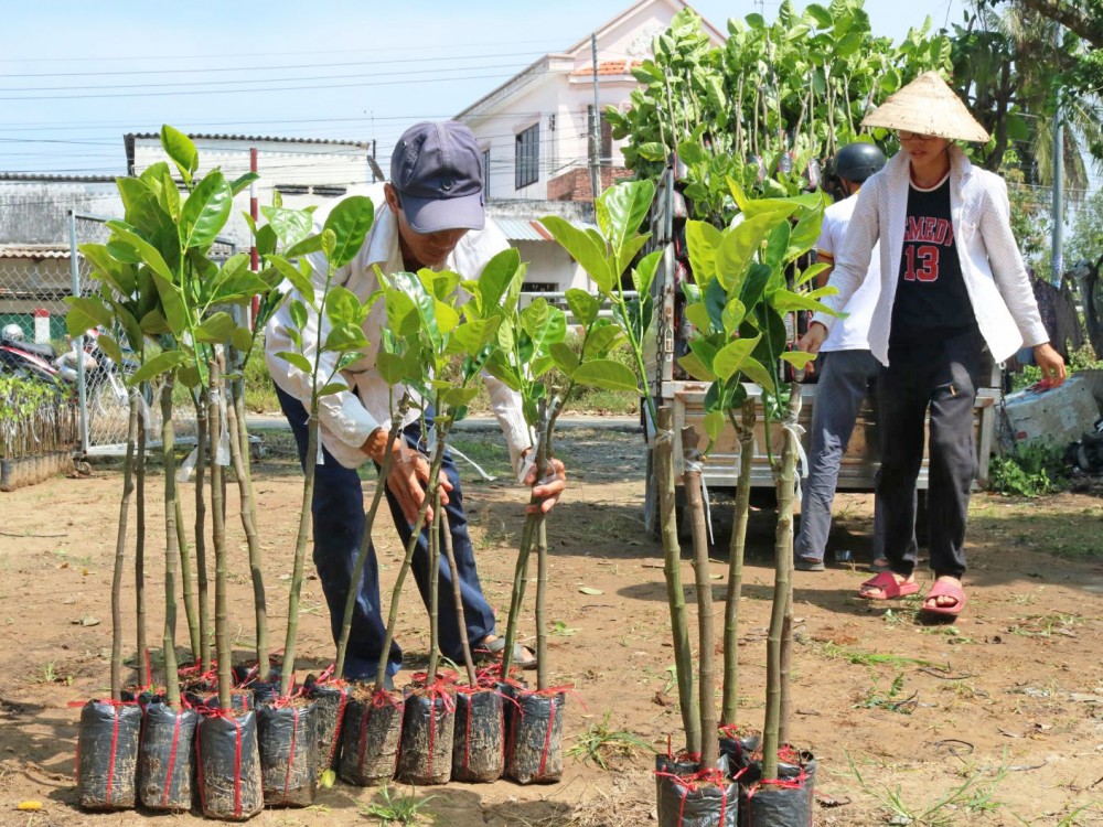 Trung Quốc giảm mua tới 40%, giá thứ trái từng đắt như vàng ở miền Tây giảm sâu, cây giống cũng chả ai ngó - Ảnh 1.