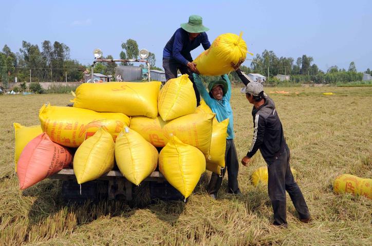 Giá gạo 5% tấm của Việt Nam giao dịch ở mức 415 USD/tấn - Ảnh 1.
