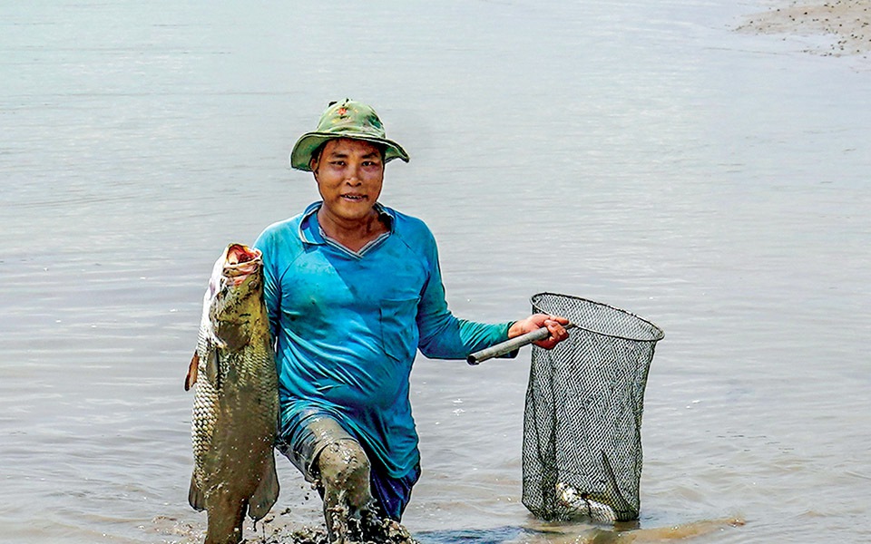 Vì sao nông dân Cà Mau phải đánh thuốc tìm bắt những con cá chẽm 5-7kg say bí tỉ trong vuông tôm sinh thái?
