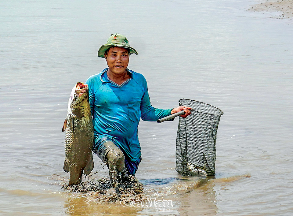 Vì sao nông dân Cà Mau phải đánh thuốc tìm bắt những con cá chẽm 5-7kg trước khi vào vụ nuôi tôm sinh thái? - Ảnh 1.