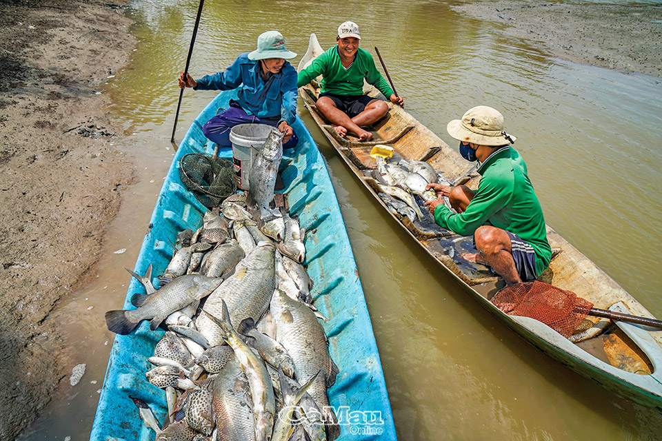 Vì sao nông dân Cà Mau phải đánh thuốc tìm bắt những con cá chẽm 5-7kg trước khi vào vụ nuôi tôm sinh thái? - Ảnh 2.