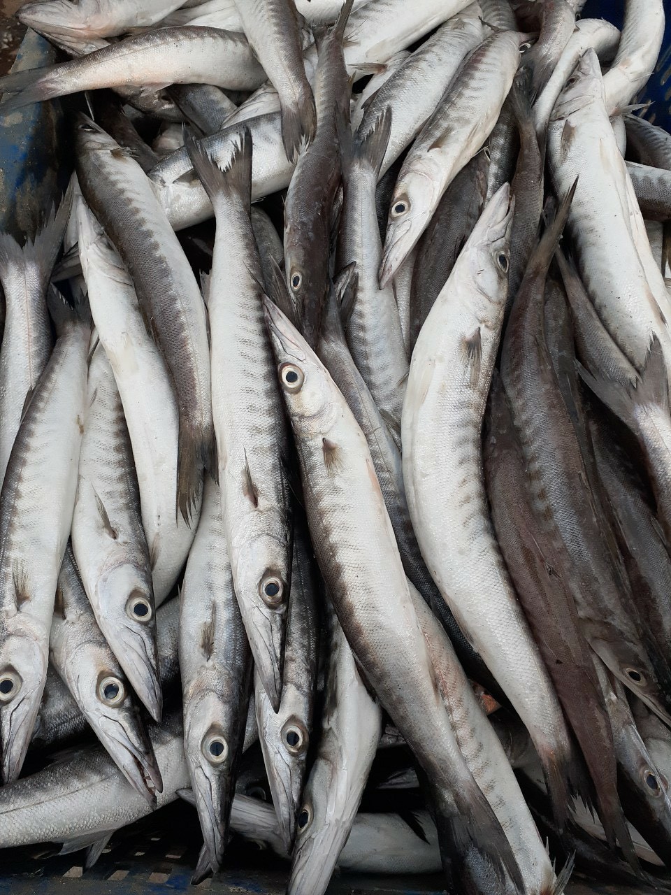Ở Phú Quốc có đặc sản cá miệng nhọn hoắt, mình dài như mũi tên nhưng ngon và bổ, không nơi nào sánh bằng - Ảnh 7.