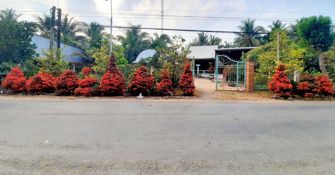 Cả làng này ở An Giang trồng cây cảnh này trước ngõ, hoa nở đỏ đường, ai đi qua cũng xin được chụp ảnh - Ảnh 1.