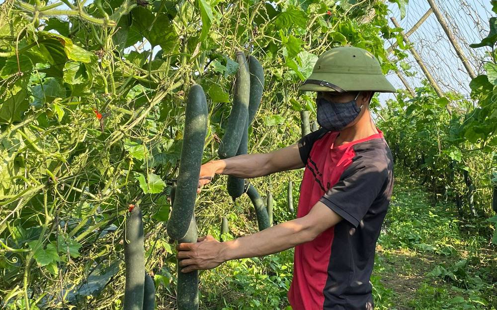 Ruộng trồng thứ dây leo ra trái treo lủng lẳng đẹp như phim ở Nghệ An, ai đi qua cũng phải đứng ngó một tý