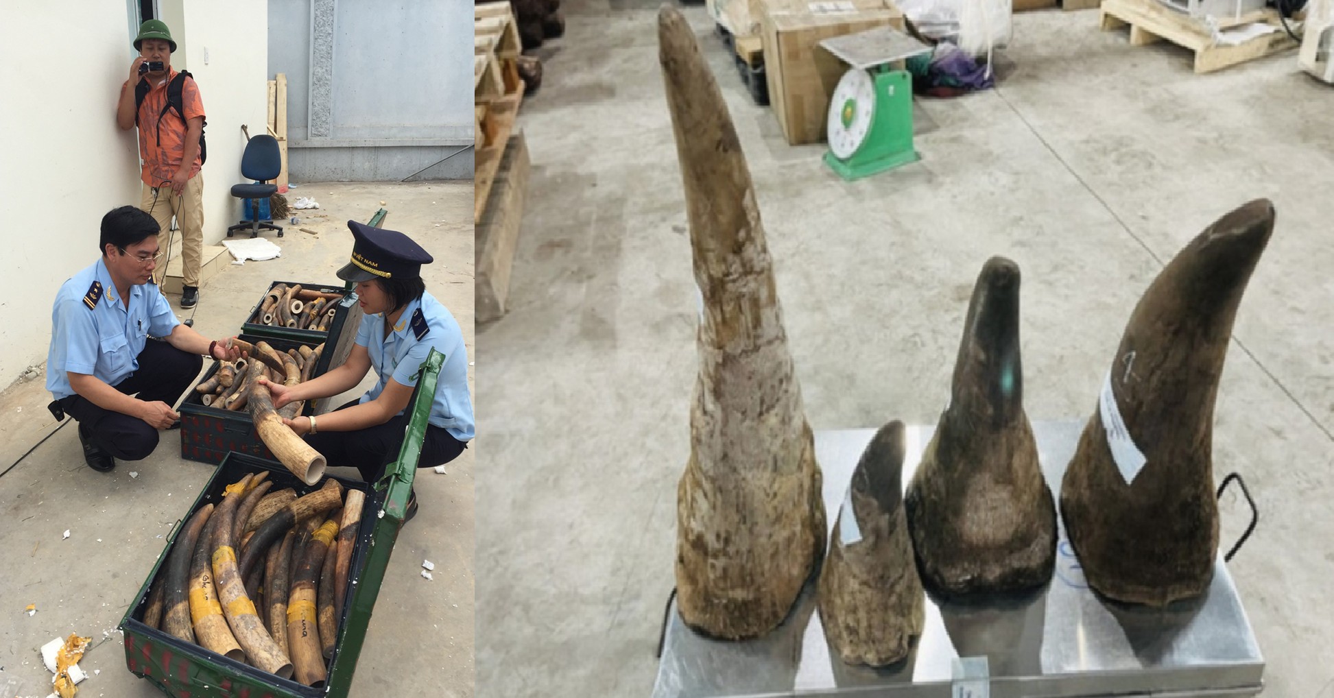 In 5 years, not a single person behind tons of wildlife trafficking has been caught