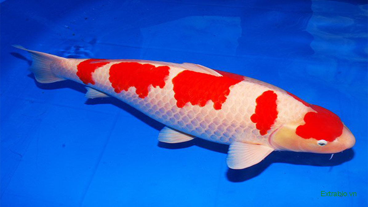 5 con cá Koi đắt nhất thế giới: Con cá Koi nào xứng danh &quot;Vua của các loài cá Koi&quot;? - Ảnh 4.
