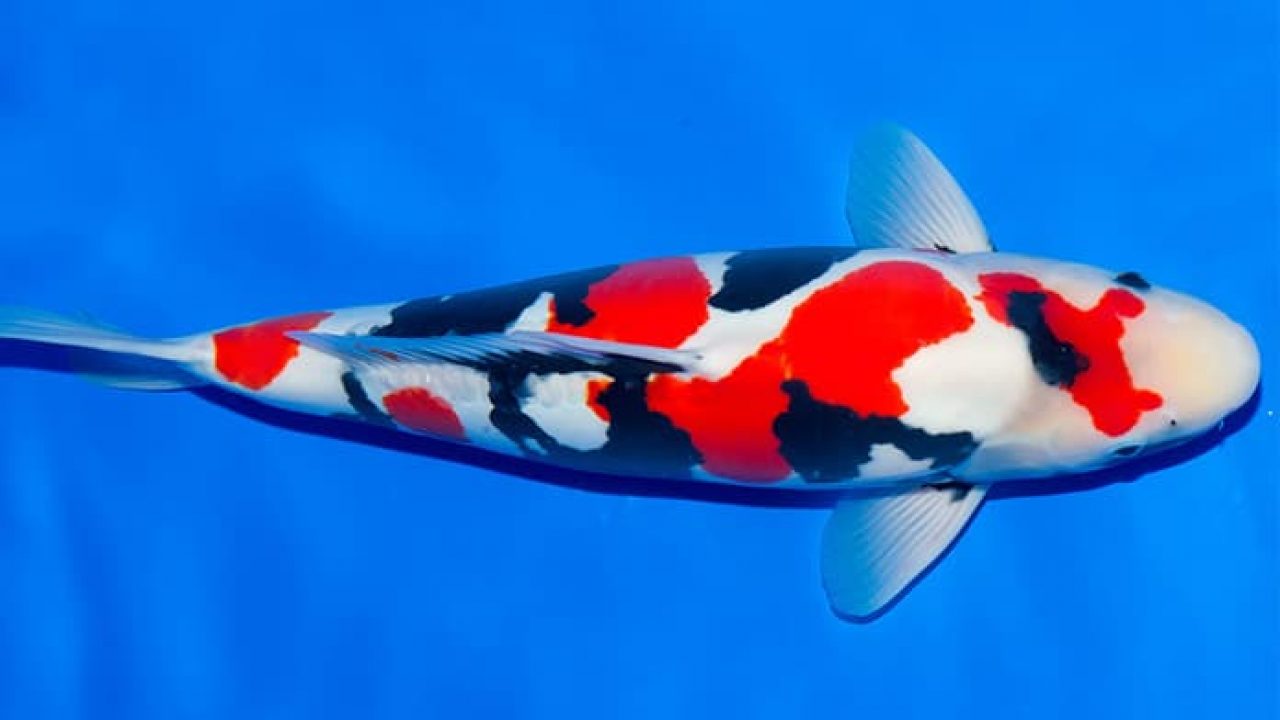 5 con cá Koi đắt nhất thế giới: Con cá Koi nào xứng danh &quot;Vua của các loài cá Koi&quot;? - Ảnh 5.